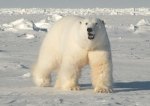 Polar Bear moving east from Svalbard